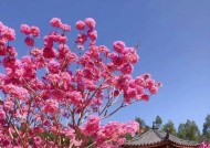 紫花环绕世界如何获得？