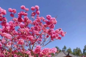 紫花环绕世界如何获得？