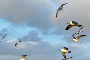我的世界中海鸥的正确玩法是什么？