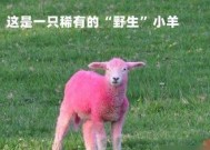 我的世界中羊的喂养方法是什么？如何快速繁殖羊群？