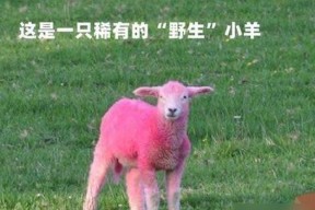 我的世界中羊的喂养方法是什么？如何快速繁殖羊群？
