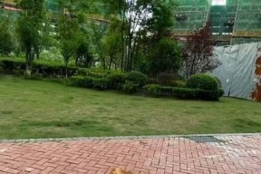 《超萌小犬短跑》攻略指南（玩转以柯基短跑）