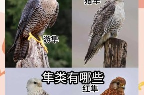绝地求生隼鸟养成方法是什么？需要哪些资源？