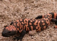 穿越火线毒蜥BOSS打法有哪些？如何有效应对毒蜥？