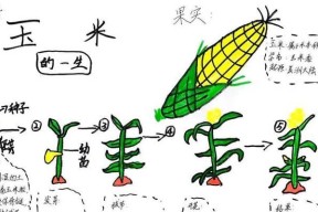 我的世界中玉米种植的步骤是什么？