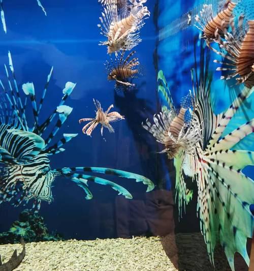 探索文明大爆炸水族馆和剧场的奇妙世界（以游戏为主的虚拟探险之旅）  第2张