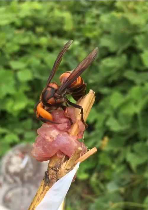 碧蓝航线胡蜂台词大全有哪些？如何欣赏胡蜂的台词？  第3张