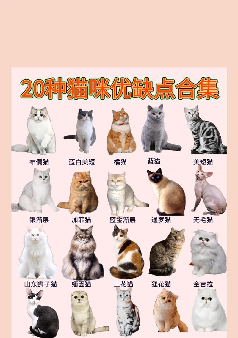 魔域血族选择猫咪的技巧是什么？哪些猫咪更适合作为血族宠物？  第3张
