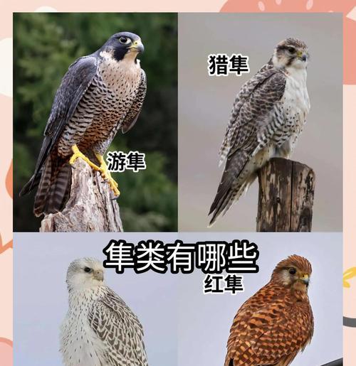 绝地求生隼鸟养成方法是什么？需要哪些资源？  第1张