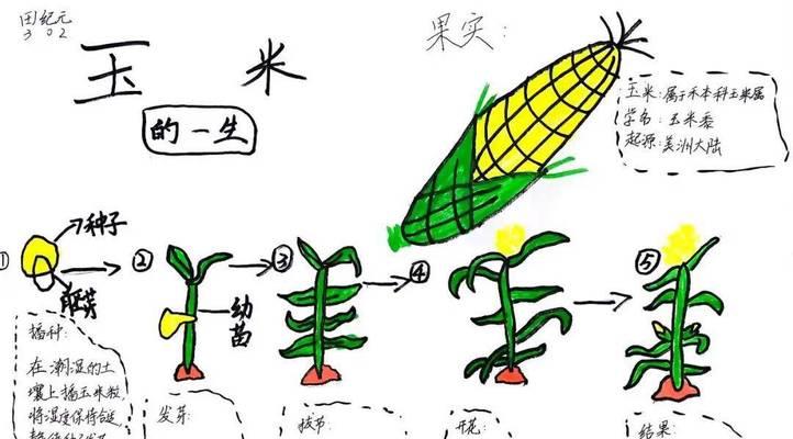 我的世界中玉米种植的步骤是什么？  第1张