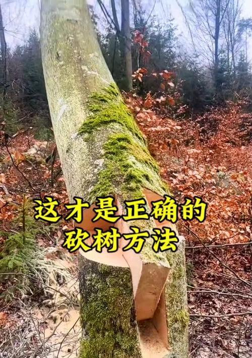 伐木机在刀塔中如何高效砍树？使用技巧是什么？  第3张