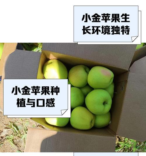 制作金苹果的材料和步骤是什么？  第3张