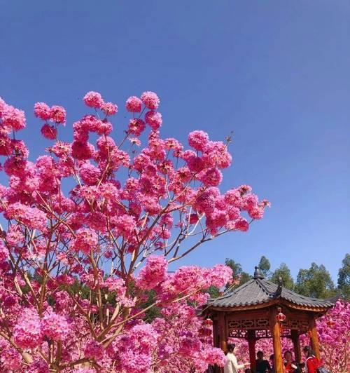 紫花环绕世界如何获得？  第1张