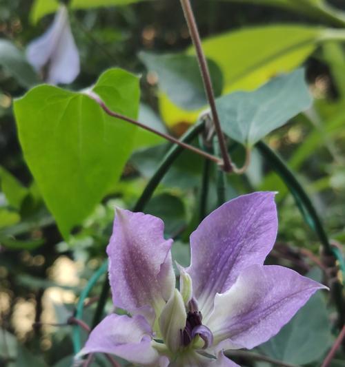 紫花环绕世界如何获得？  第2张