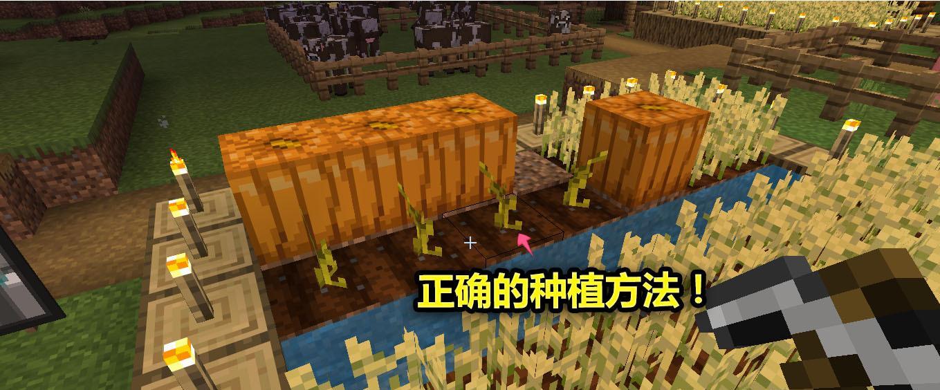 我的世界灾变世界中南瓜如何获得？南瓜种子哪里找？  第2张